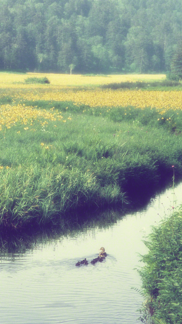 ニッコウキスゲの湿原とカルガモの親子 Iphone壁紙 スマホ Iphone 風景壁紙 無料ダウンロード ナチュラルメモリーズ